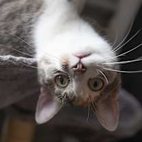 Thumbnail photo of Pico de Gato #2