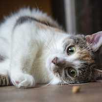 Thumbnail photo of Pico de Gato #3