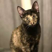 Thumbnail photo of Onyz #1