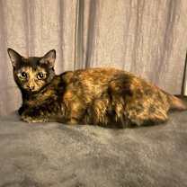 Thumbnail photo of Onyz #2