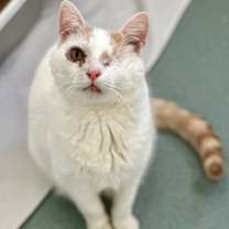 Thumbnail photo of Peaks #1