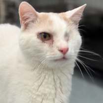 Thumbnail photo of Peaks #3