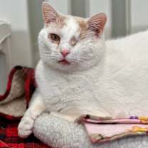 Thumbnail photo of Peaks #4