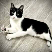 Thumbnail photo of Cyan #1