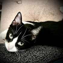 Thumbnail photo of Cyan #2