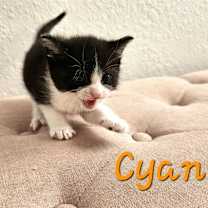 Thumbnail photo of Cyan #3