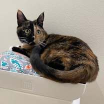 Thumbnail photo of Taro #3