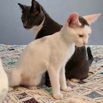 Thumbnail photo of Zephyr #graffiti-boy #4