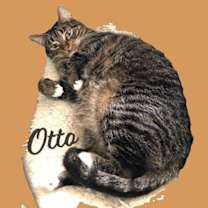 Thumbnail photo of Otto #mitted-tabby #1