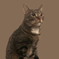 Thumbnail photo of Otto #mitted-tabby #2