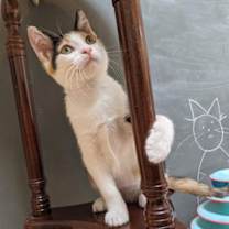 Thumbnail photo of Lyra #precious-purr-baby #4