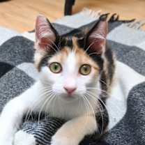 Thumbnail photo of Lyra #precious-purr-baby #2