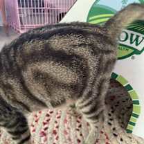 Thumbnail photo of Hazy ( Napa GDS) #2