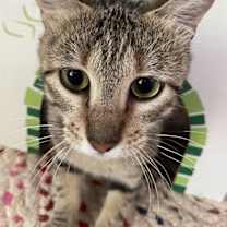 Thumbnail photo of Hazy ( Napa GDS) #4
