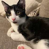 Thumbnail photo of Boba ( Napa GDS) #2