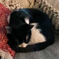 Thumbnail photo of Boba ( Napa GDS) #4