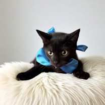 Thumbnail photo of ARIO #1