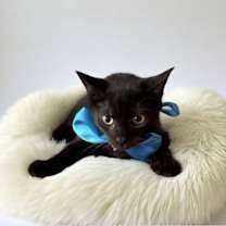 Thumbnail photo of ARIO #3