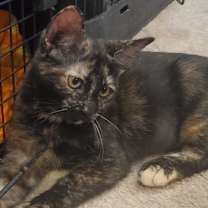 Thumbnail photo of Louise #1