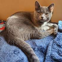 Thumbnail photo of MERLIN #1