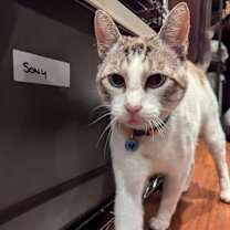 Thumbnail photo of Saul #2