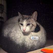 Thumbnail photo of Saul #3