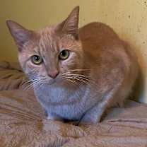 Thumbnail photo of Chai #2