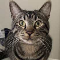 Thumbnail photo of Chester #1