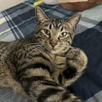 Thumbnail photo of Chester #2