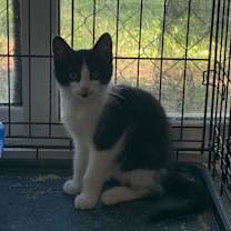 Thumbnail photo of pistol #2