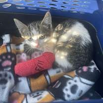 Thumbnail photo of Callie Mae #4