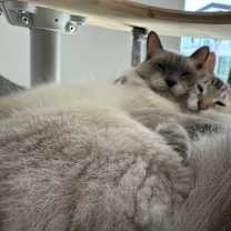 Thumbnail photo of Jeffrey and Paxton, Bonded pair #1