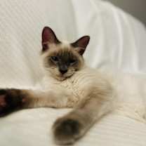 Thumbnail photo of Jeffrey and Paxton, Bonded pair #2