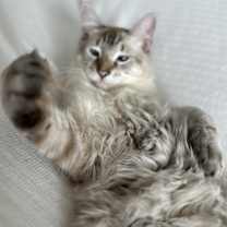 Thumbnail photo of Jeffrey and Paxton, Bonded pair #3