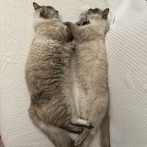 Thumbnail photo of Jeffrey and Paxton, Bonded pair #4