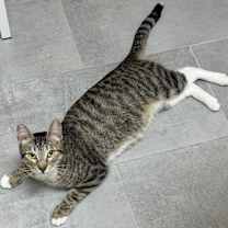 Thumbnail photo of Molly #4