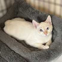 Thumbnail photo of Spice (bonded to Pupmpkin) #1