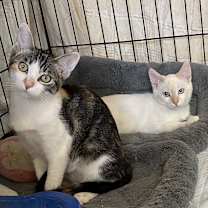 Thumbnail photo of Spice (bonded to Pupmpkin) #2