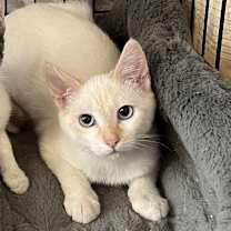 Thumbnail photo of Spice (bonded to Pupmpkin) #3