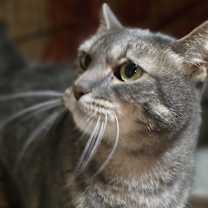 Thumbnail photo of Pepperoni #1