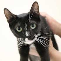 Thumbnail photo of Coraline #2