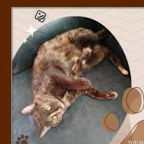 Thumbnail photo of Cassie - Pet Time Plz #2
