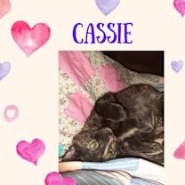 Thumbnail photo of Cassie - Pet Time Plz #3