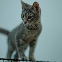 Thumbnail photo of Chloe #1