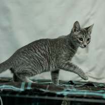 Thumbnail photo of Chloe #2