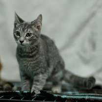Thumbnail photo of Chloe #4
