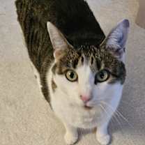 Thumbnail photo of Juno #1