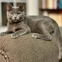 Thumbnail photo of MERLIN #2