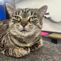 Thumbnail photo of Tigris #4