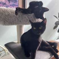 Thumbnail photo of Benny #1